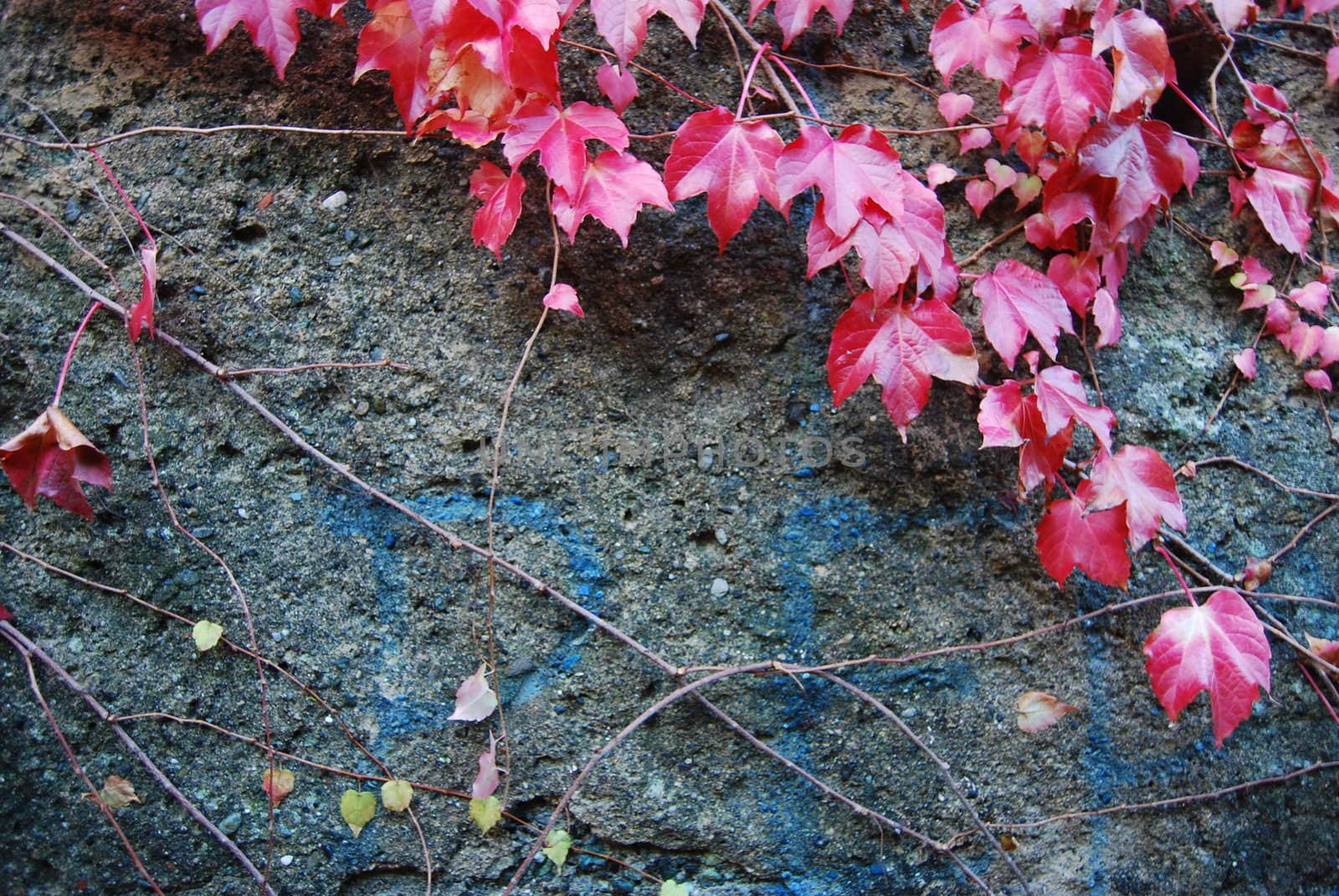 The nature in Autumn