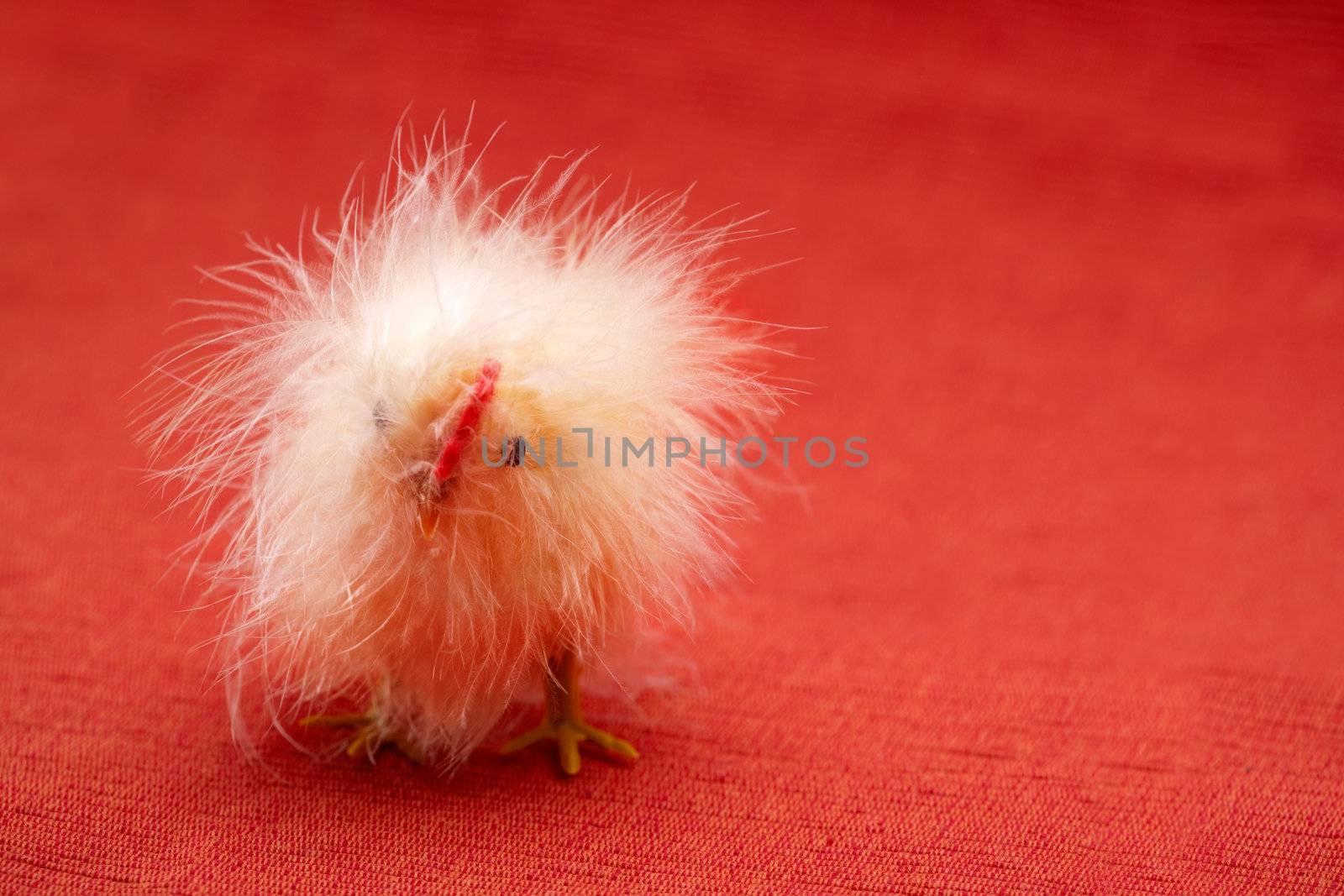 A funny little toy chicken isolated on red