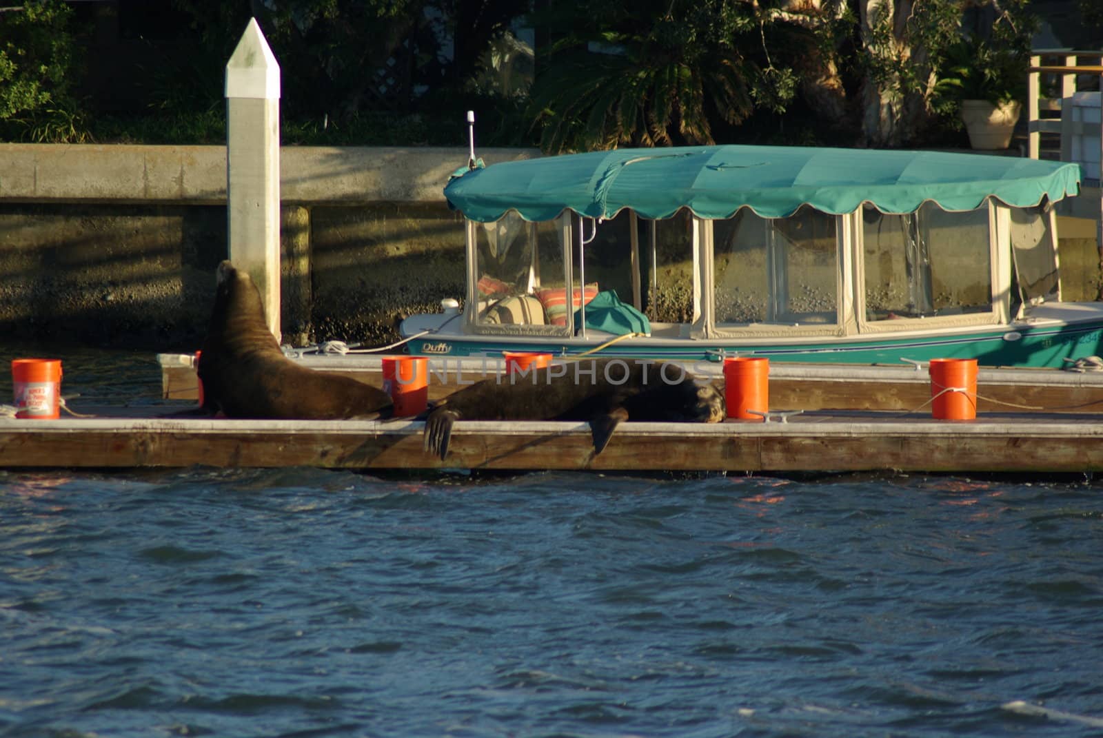 2 walrus sitting on dock in Orange county, California