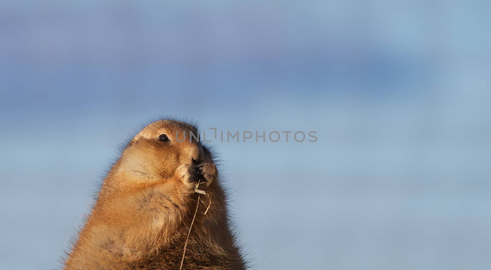 Brown prairie dog eating dry grass with soft blue background