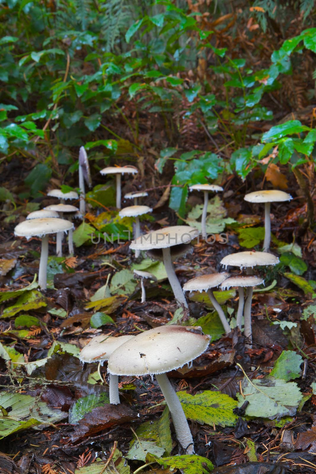 Little beige mushroom forest in the woods on a pile of old fallen leaves
