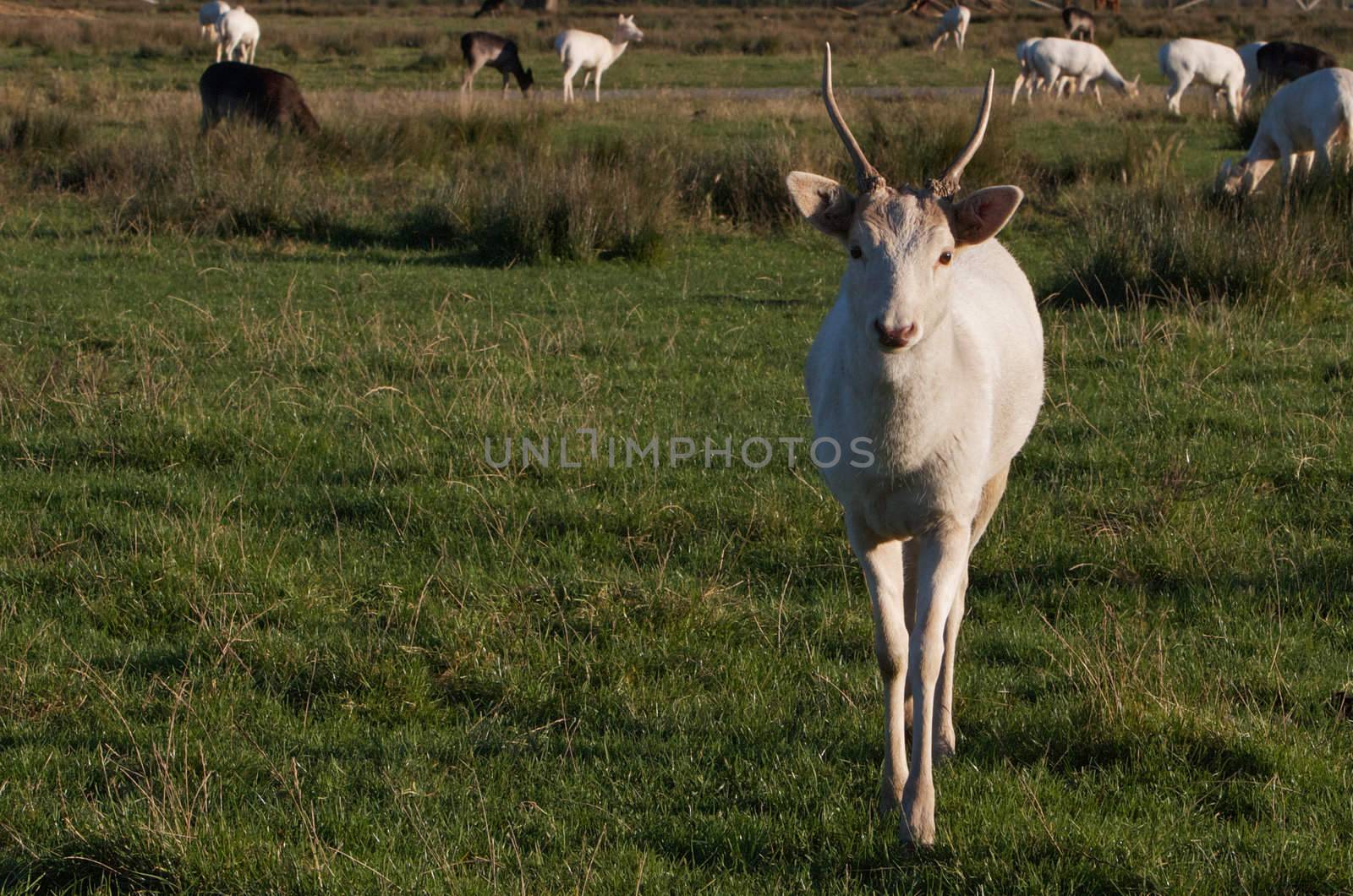 Young White Elk Buck by bobkeenan
