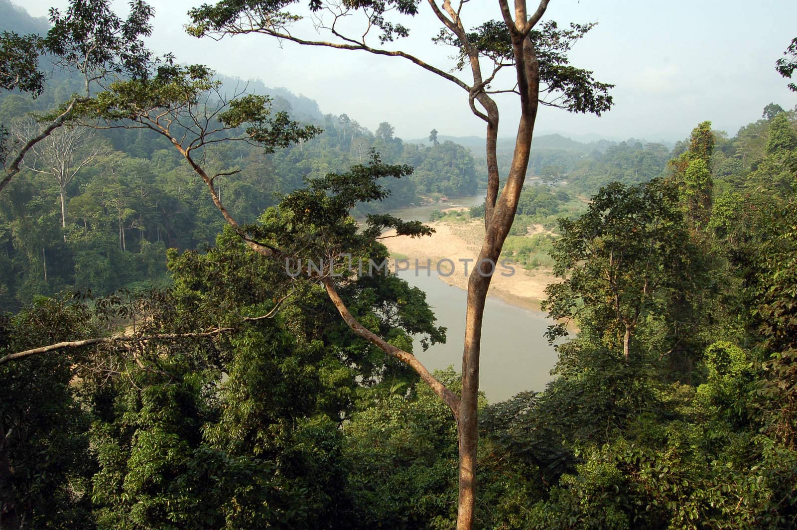 Taman Negara - Forest view by faberfoto