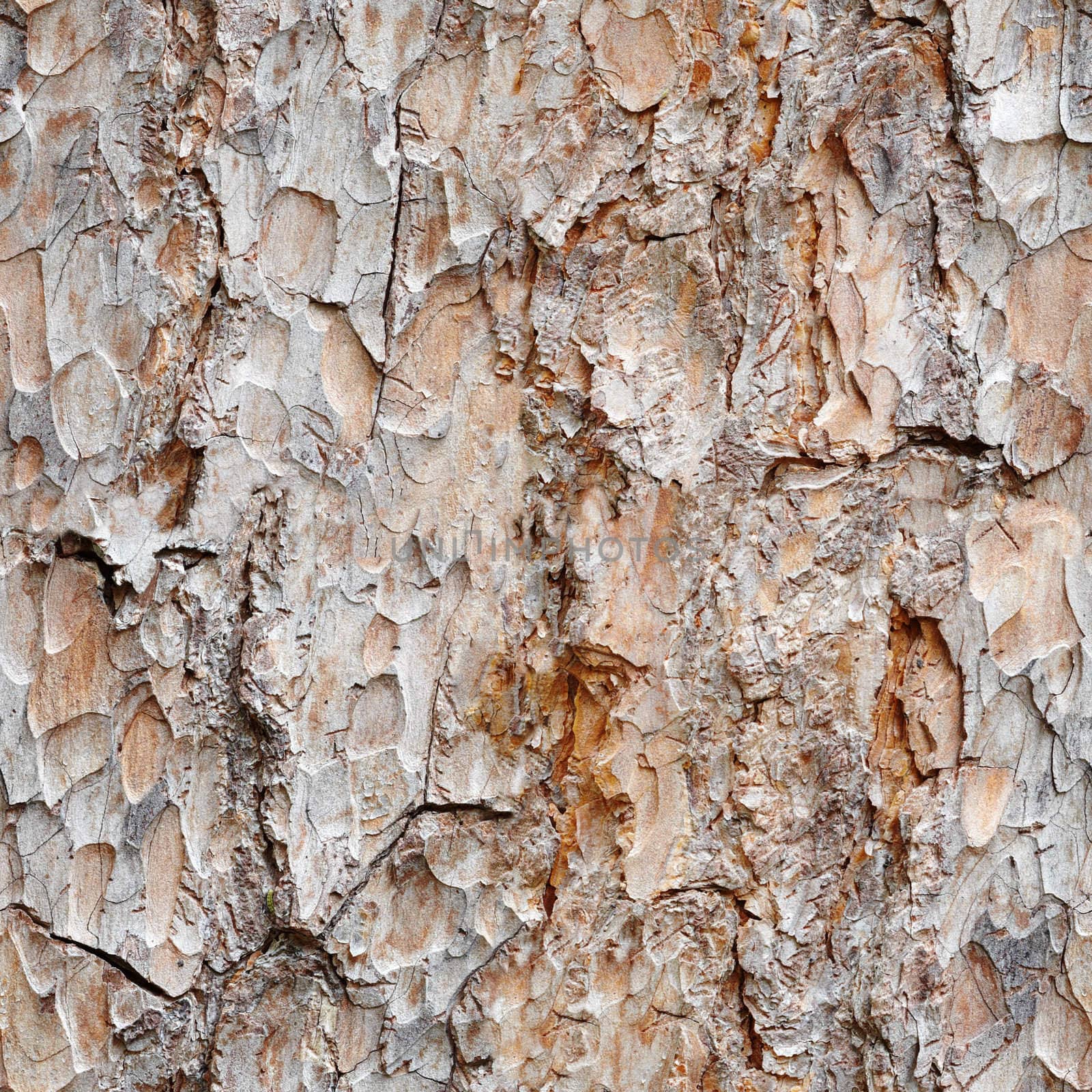 Seamless texture - a surface of a brown bark of an old pine