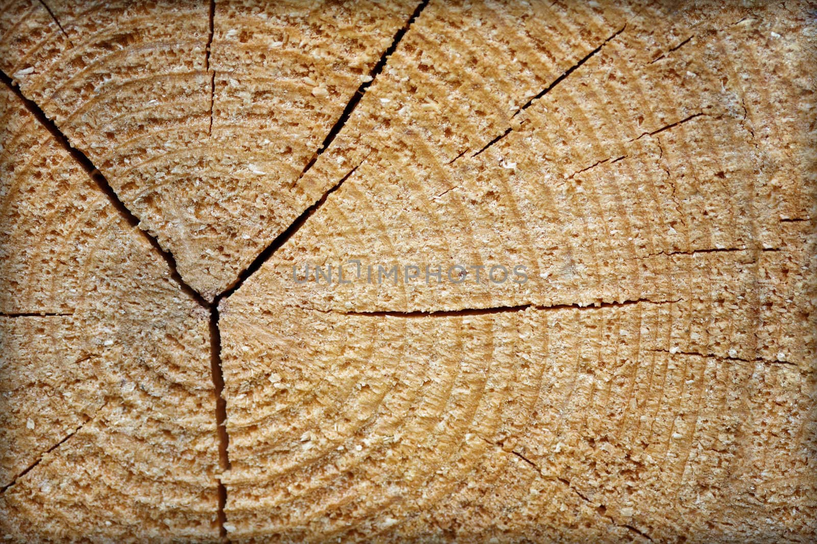 Rough raw wood with concentric rings and cracks