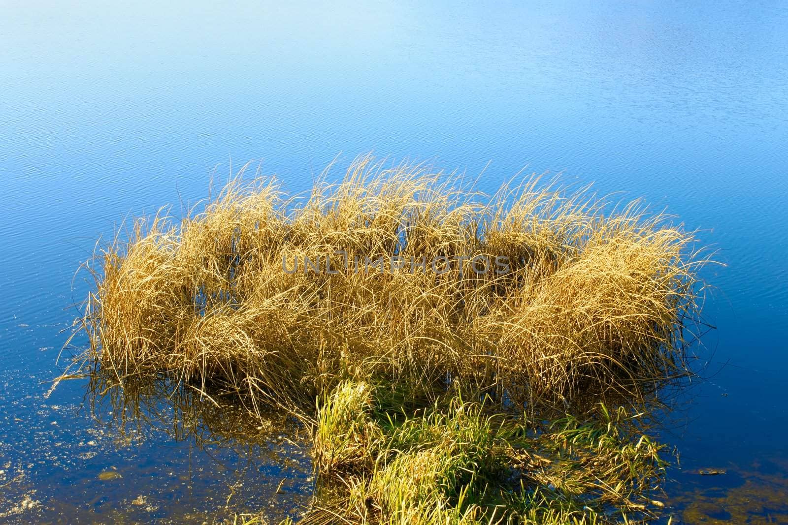 Reeded in the reservoir (II). Autumn fine day