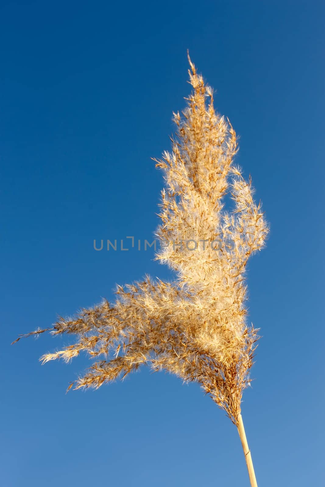 Inflorescence reed in autumn against blue sky