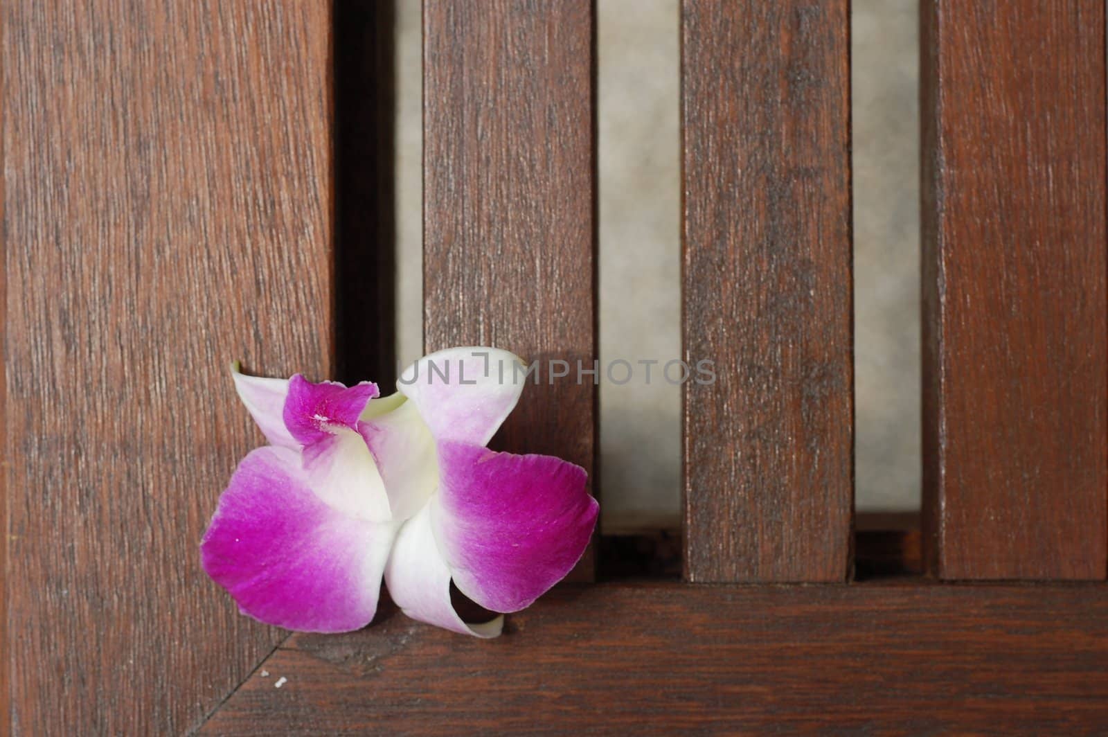 Orchidea Flower on wood deck