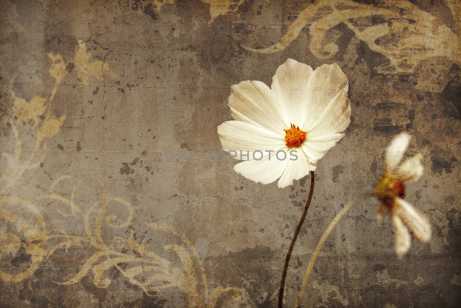 An image of a nice cosmea with space for text