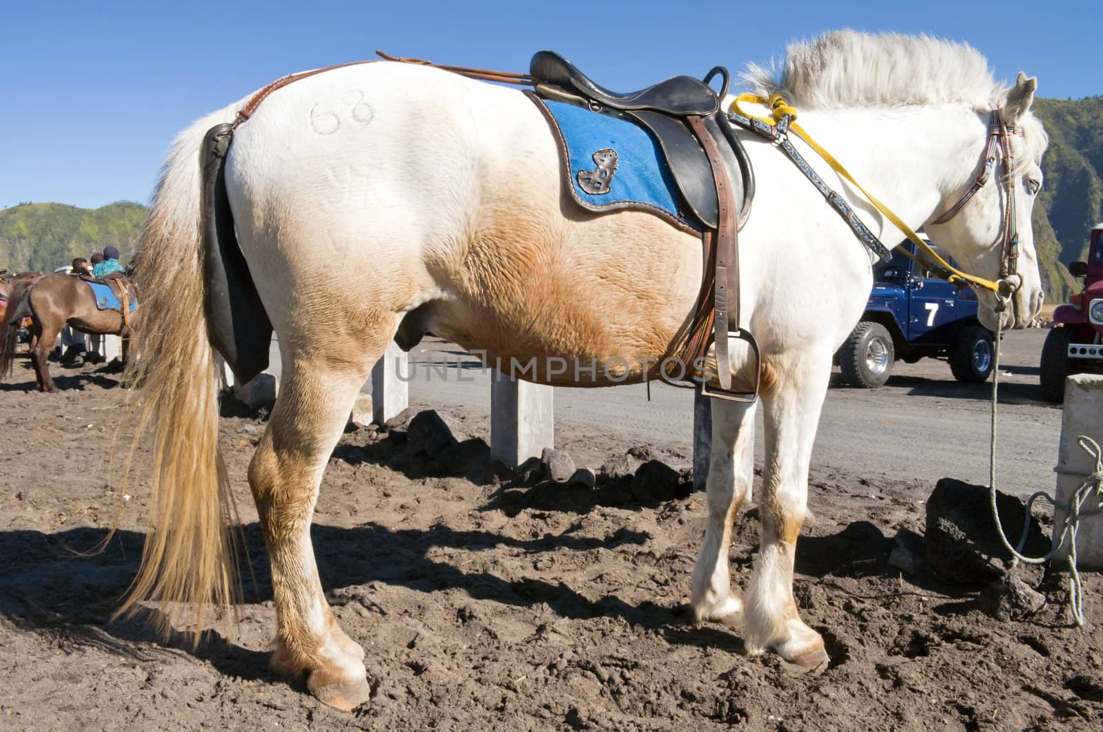 White and Orange horse before a horseback riding