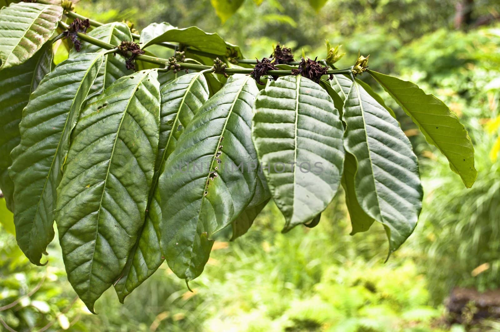 Fresh green tobacco leaves on forest background