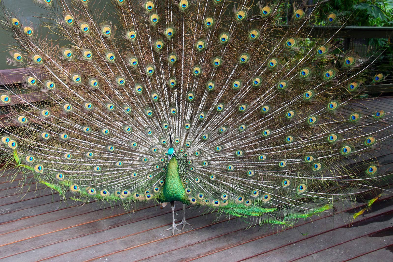 Male Green Peafowl (Peacock) - Pavo muticus - from Southeast Asia by Cloudia