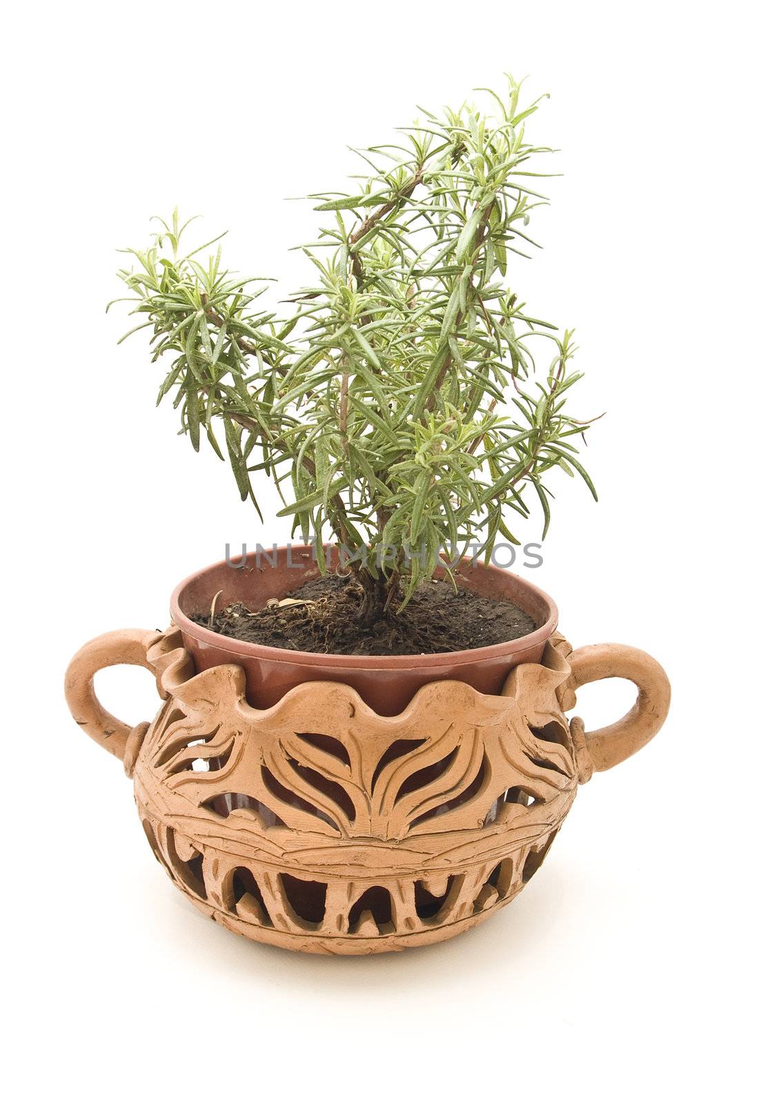 plant pot with rosemary by lauria