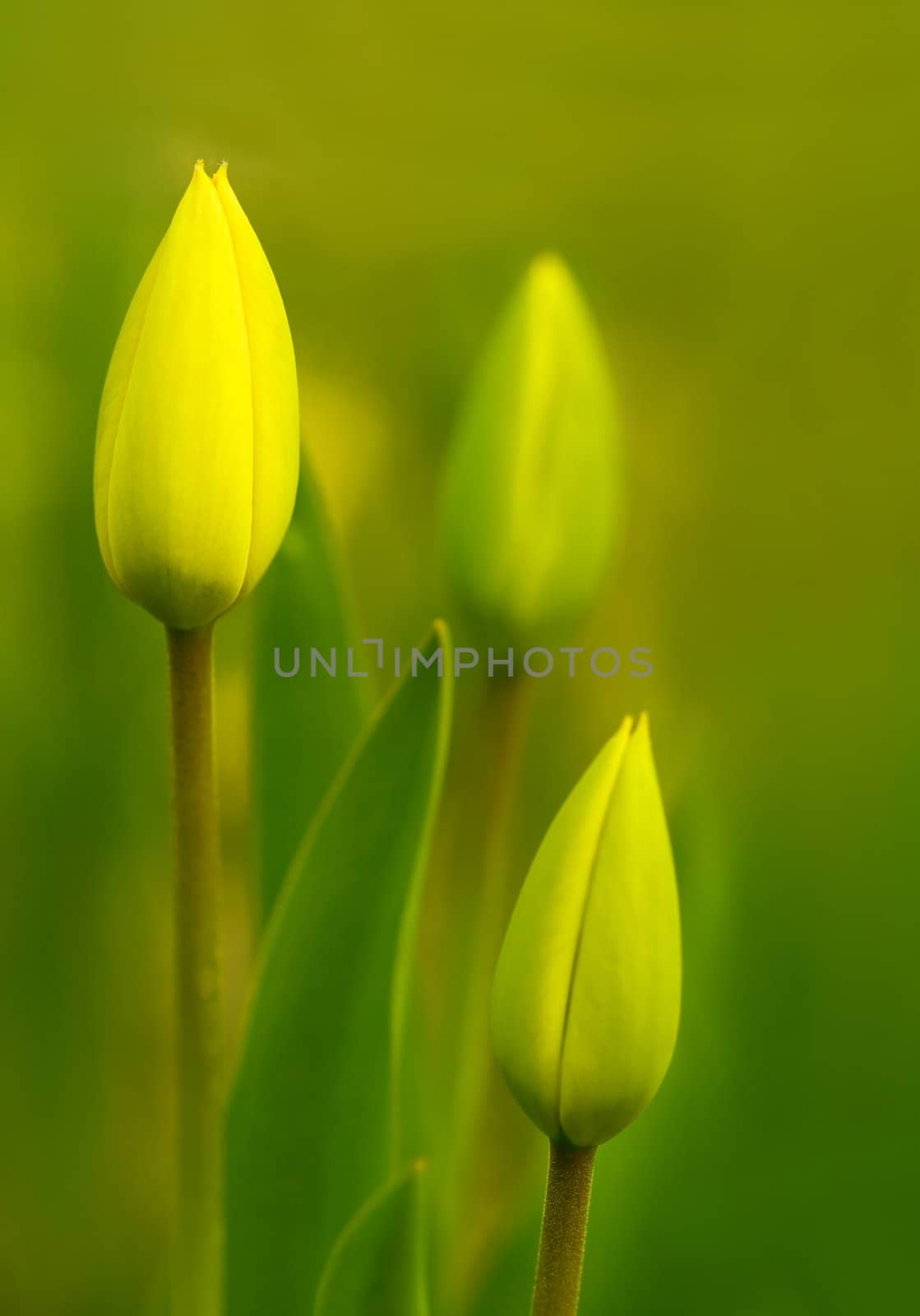 Unopened tulip flowers in spring, shallow depth focus