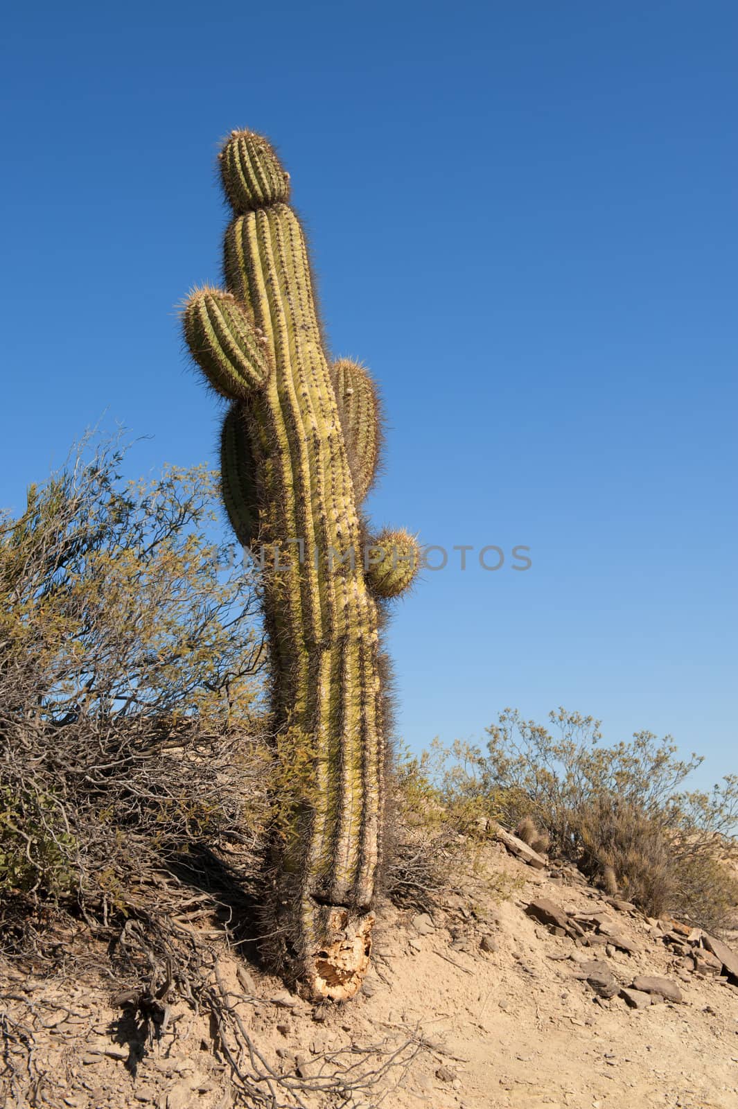 Cactus in a desert landscape, northern argentina.