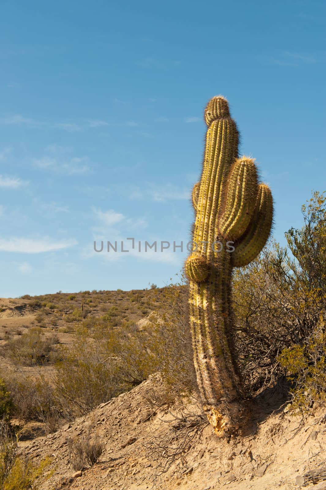 Cactus in a desert landscape, northern argentina.