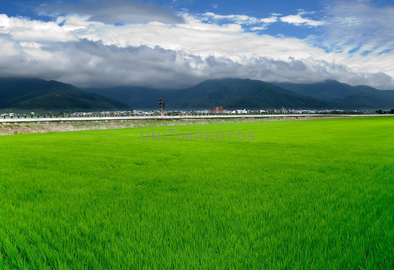 It is a green new rice land background.