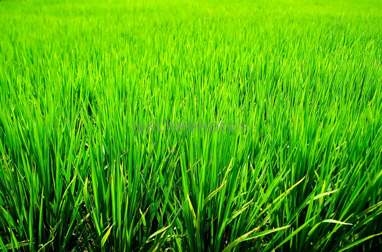 Green Rice Background by elwynn