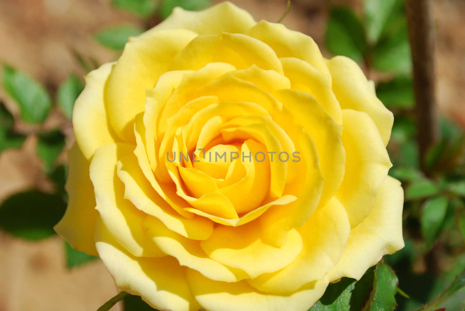 beautiful yellow vibrant rose