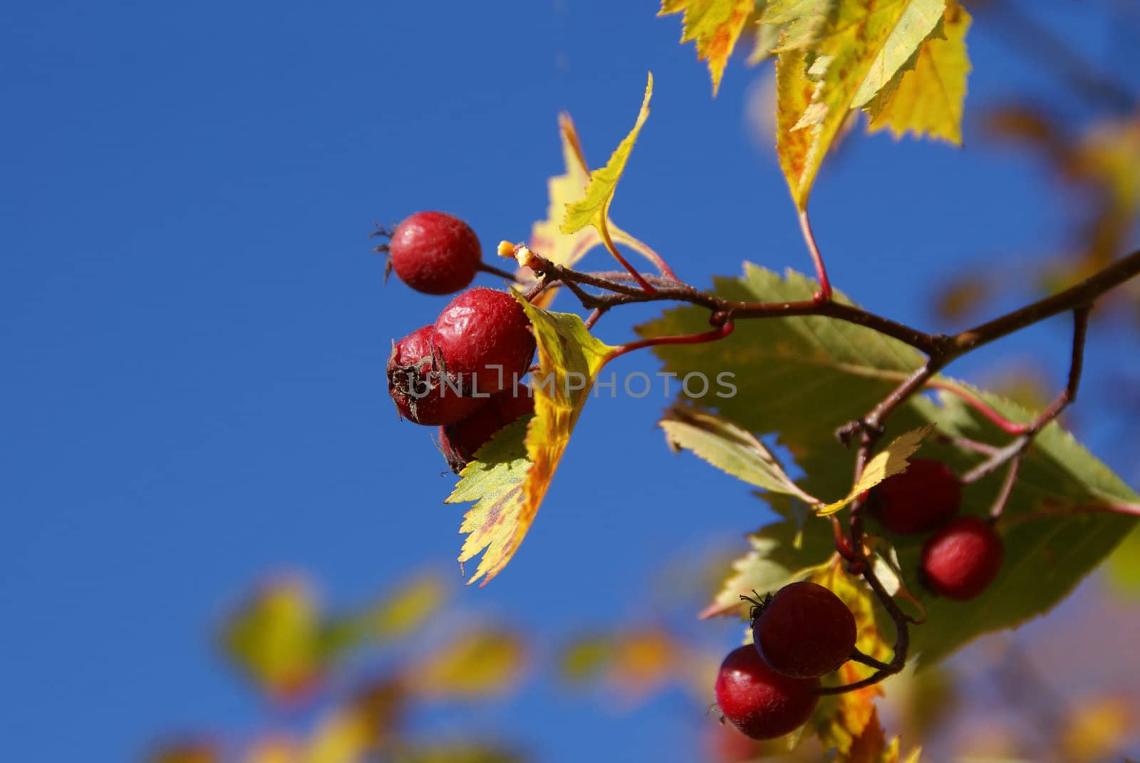 A closeup of red berries (likely Sorbus intermedia) with colorful autumn leaves and blue sky background. Photographed in Finland, October 2010.