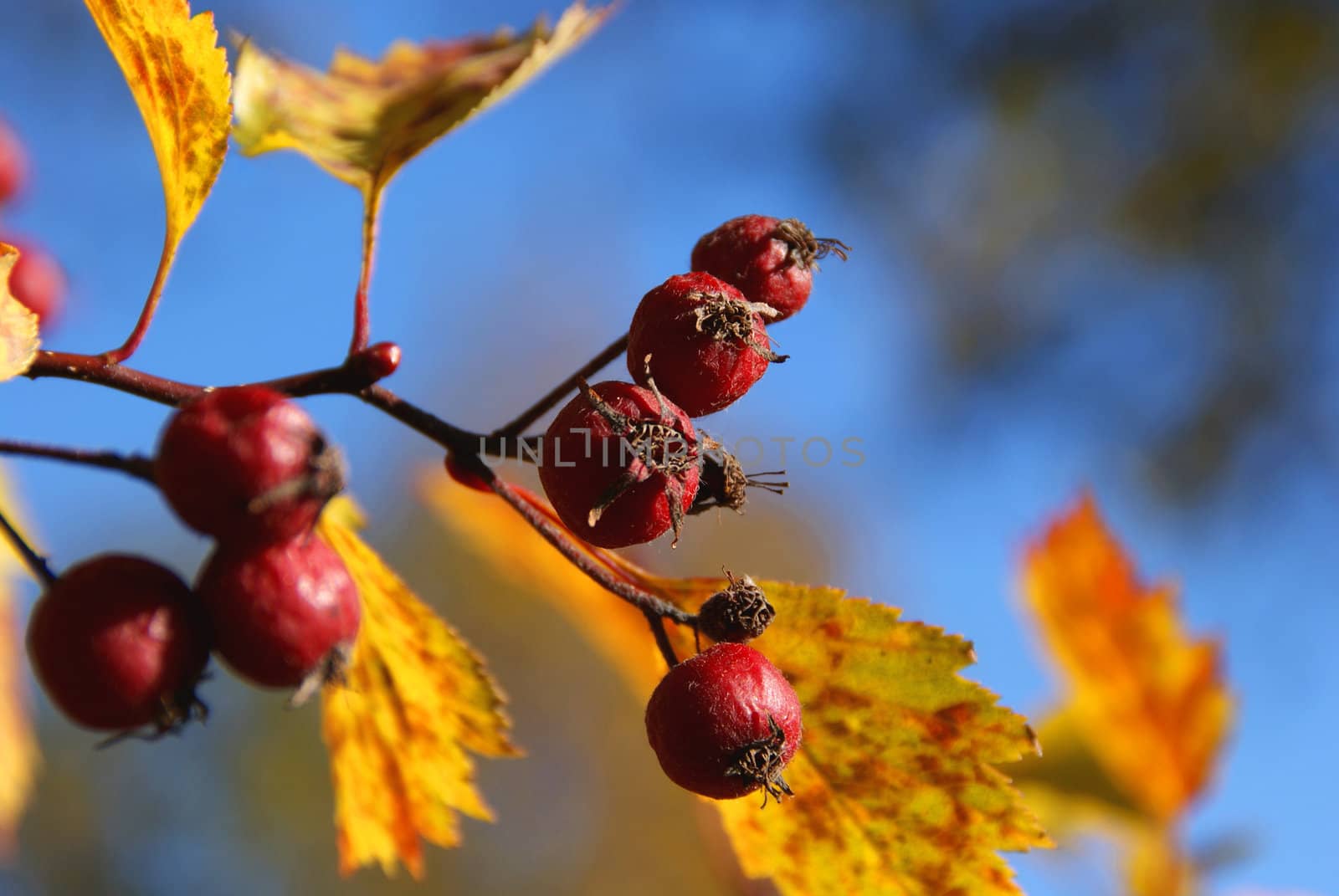 A closeup of red berries (likely Sorbus intermedia) with gold fall leaves and blue sky background. Photographed in Finland, October 2010.