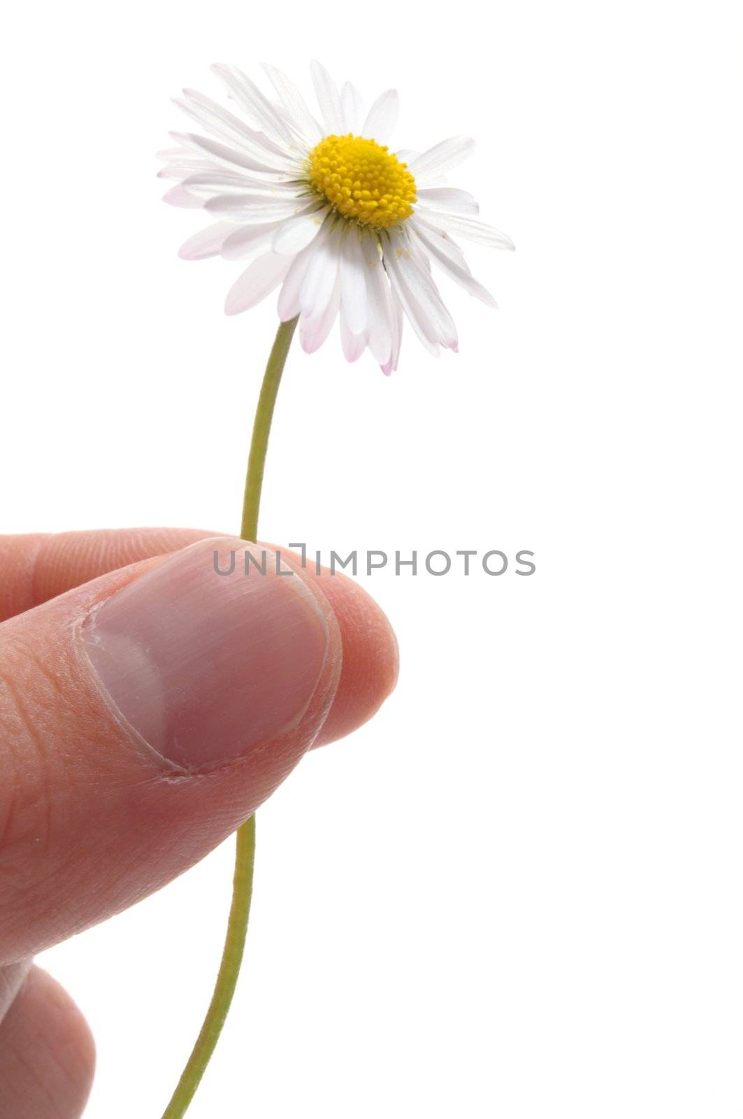 daisy flower by gunnar3000