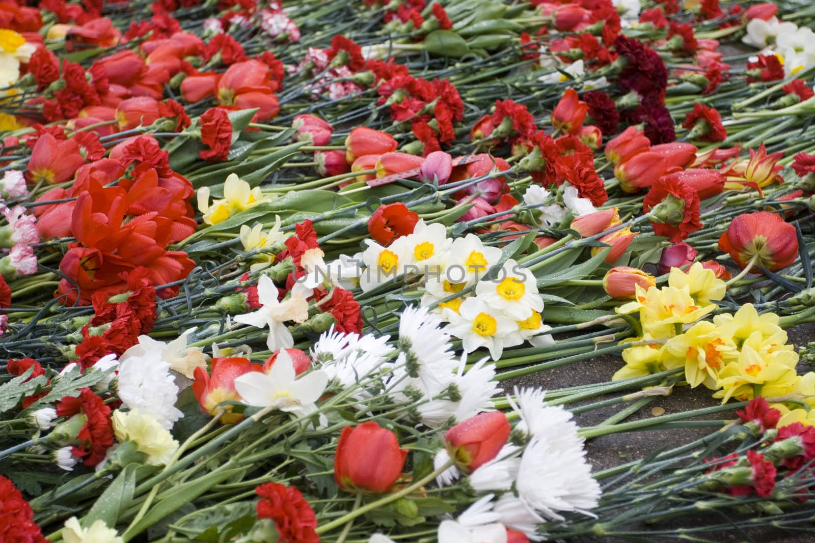 RIGA, LATVIA, MAY 9, 2009: Celebration of May 9 Victory Day (Eastern Europe) in Riga at Victory Memorial to Soviet Army