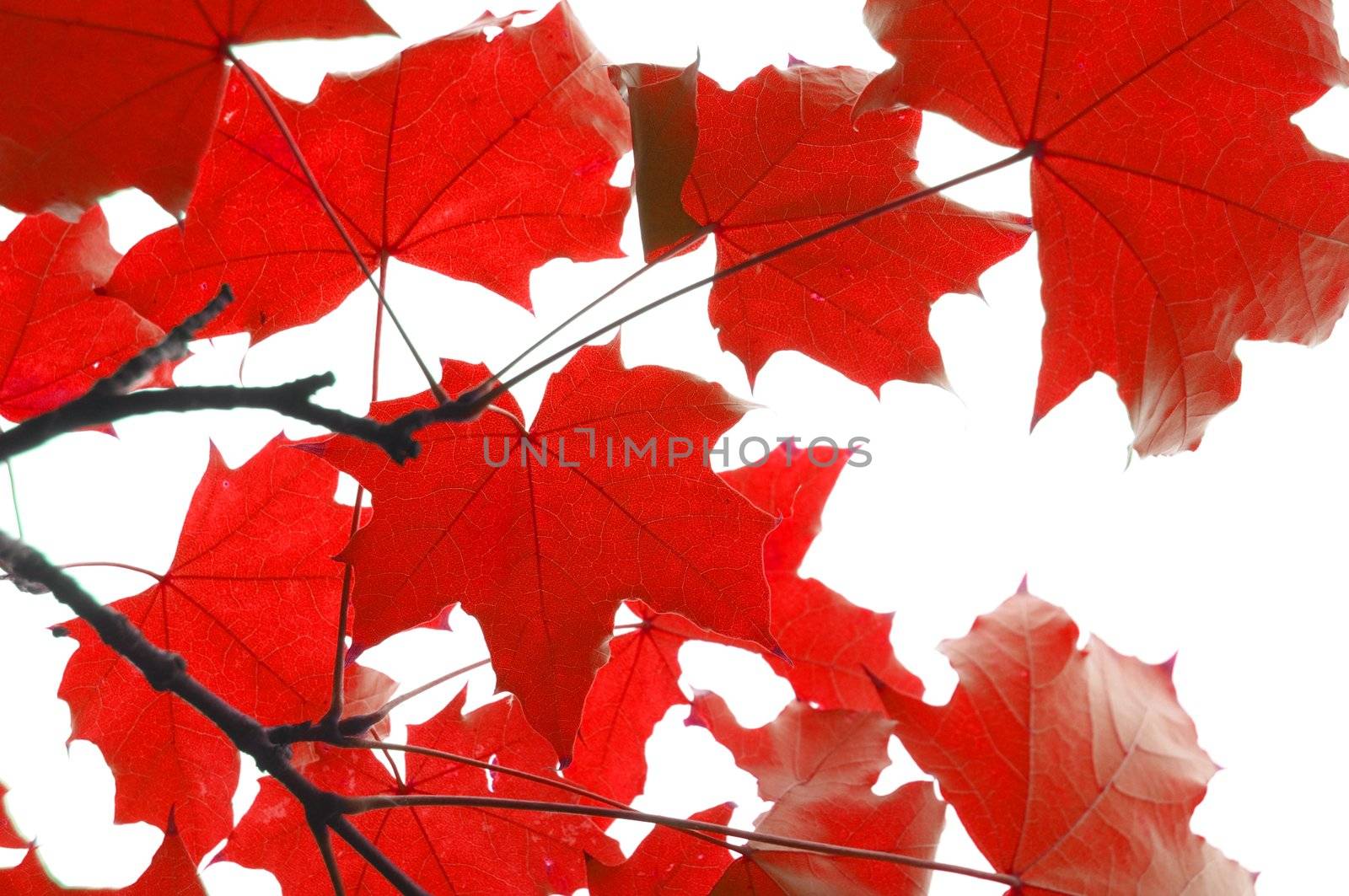 red fall or autumn leaves on a white background