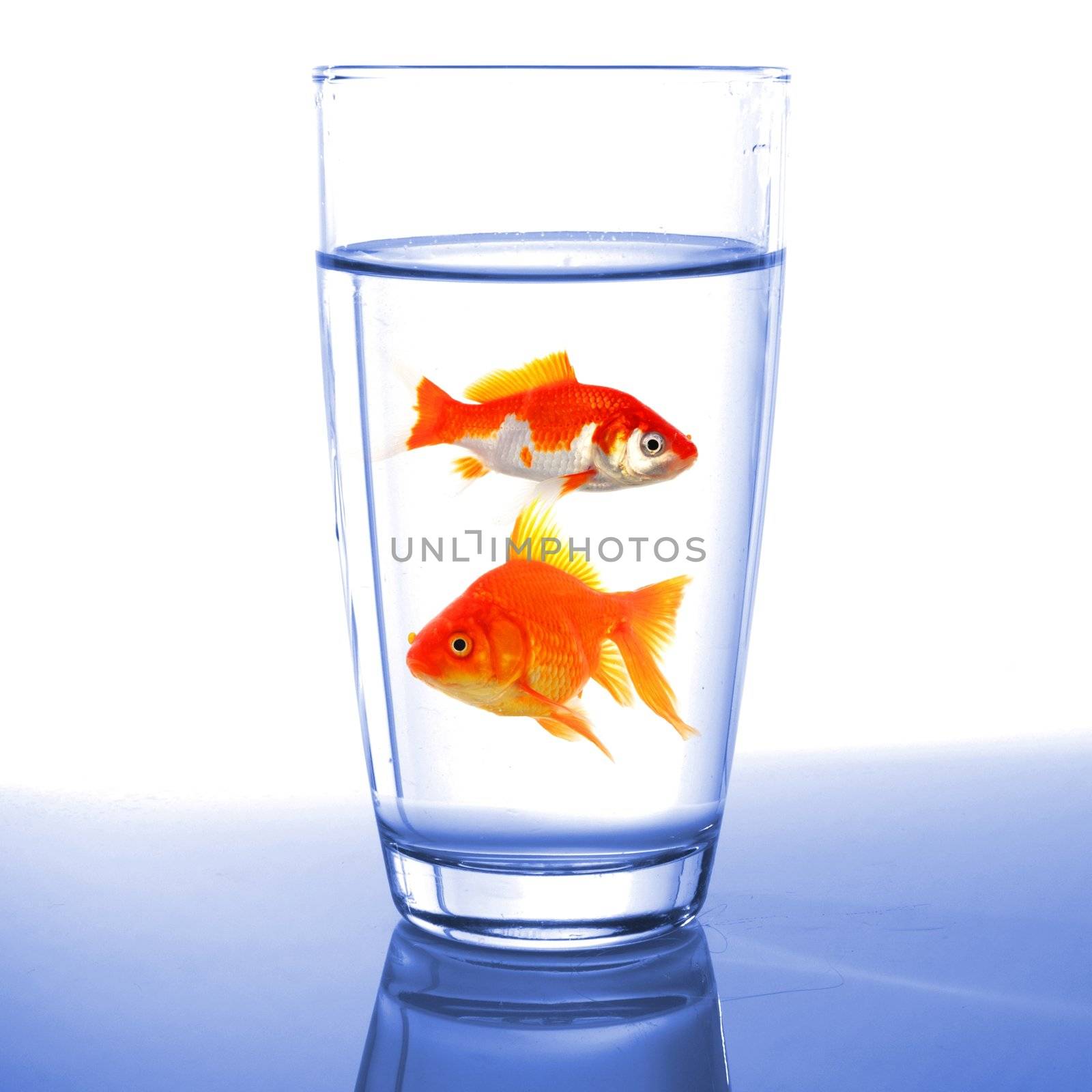 goldfish in glass water by gunnar3000