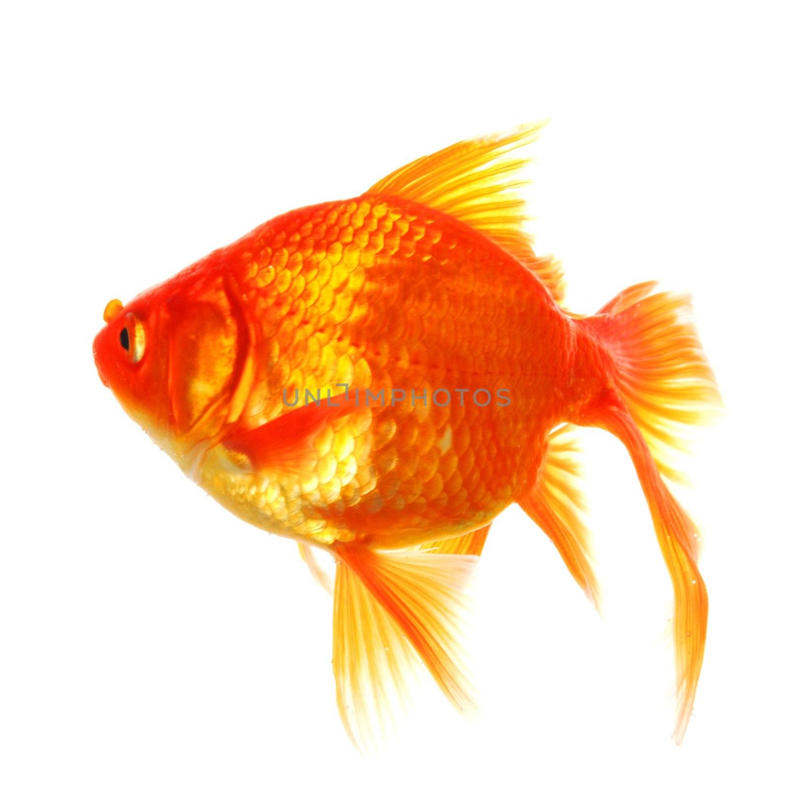 goldfish or gold fish isolated on white background