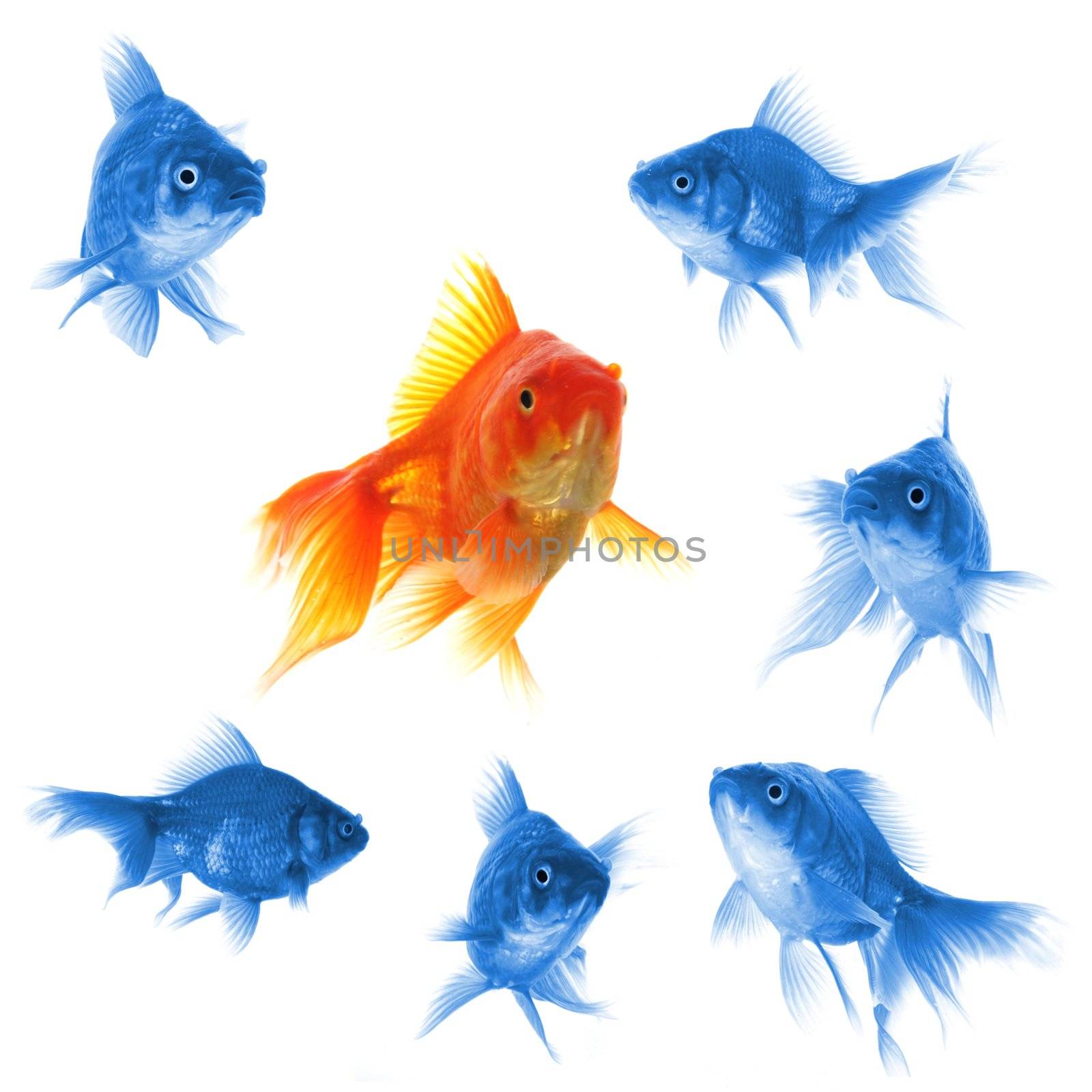 goldfish showing leader individuality success or motivation concept