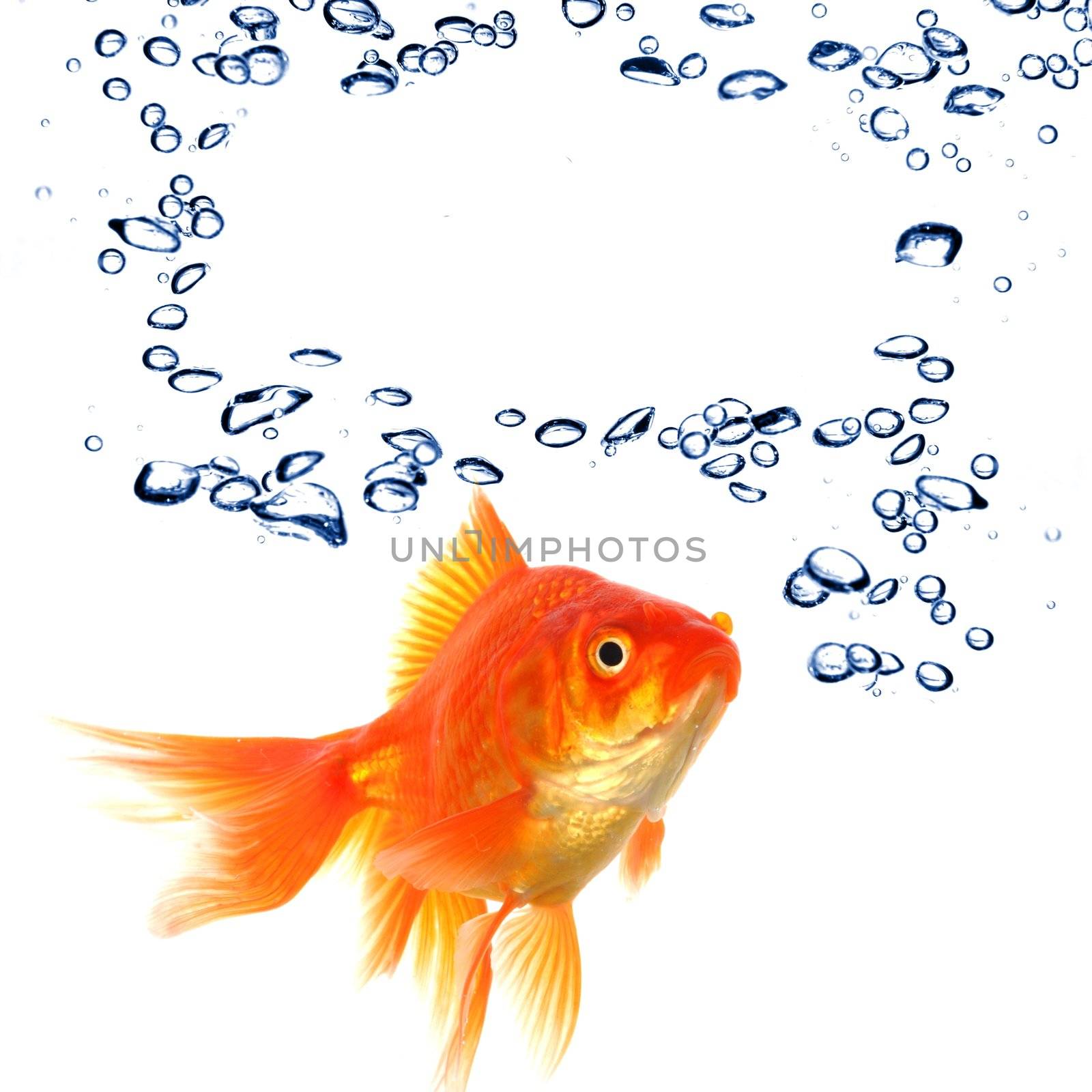 goldfish an water bubbles with blank and empty copyspace