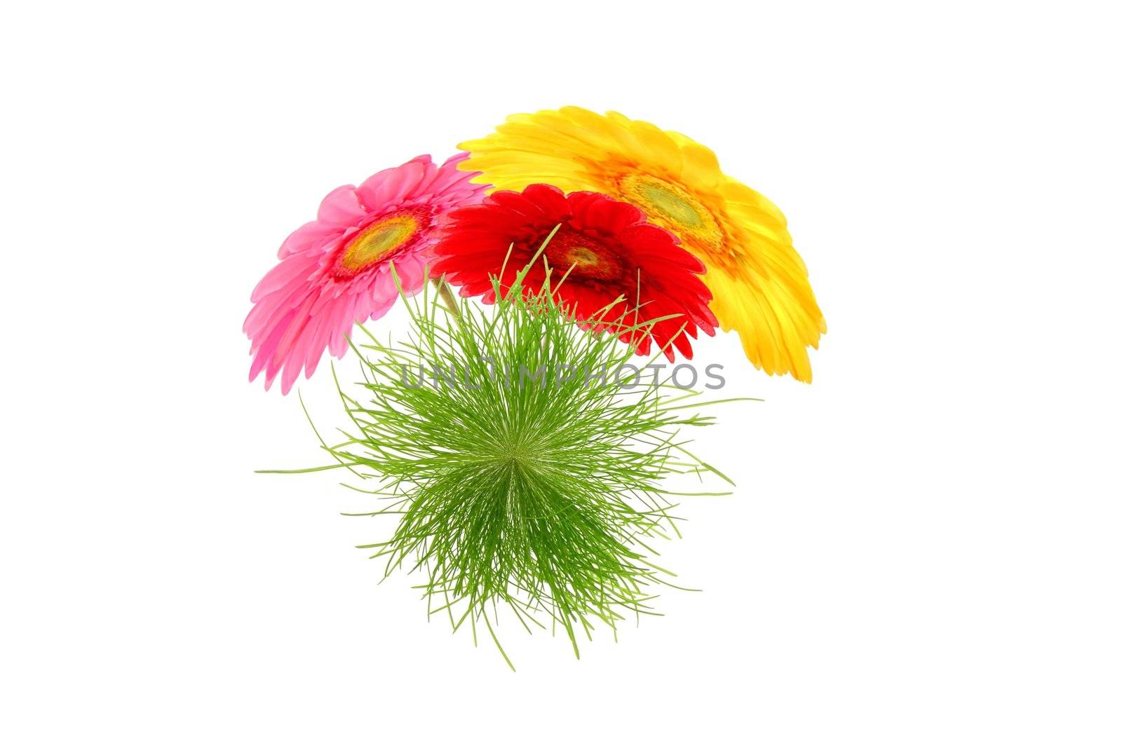 flower and grass microworld isolated on white background