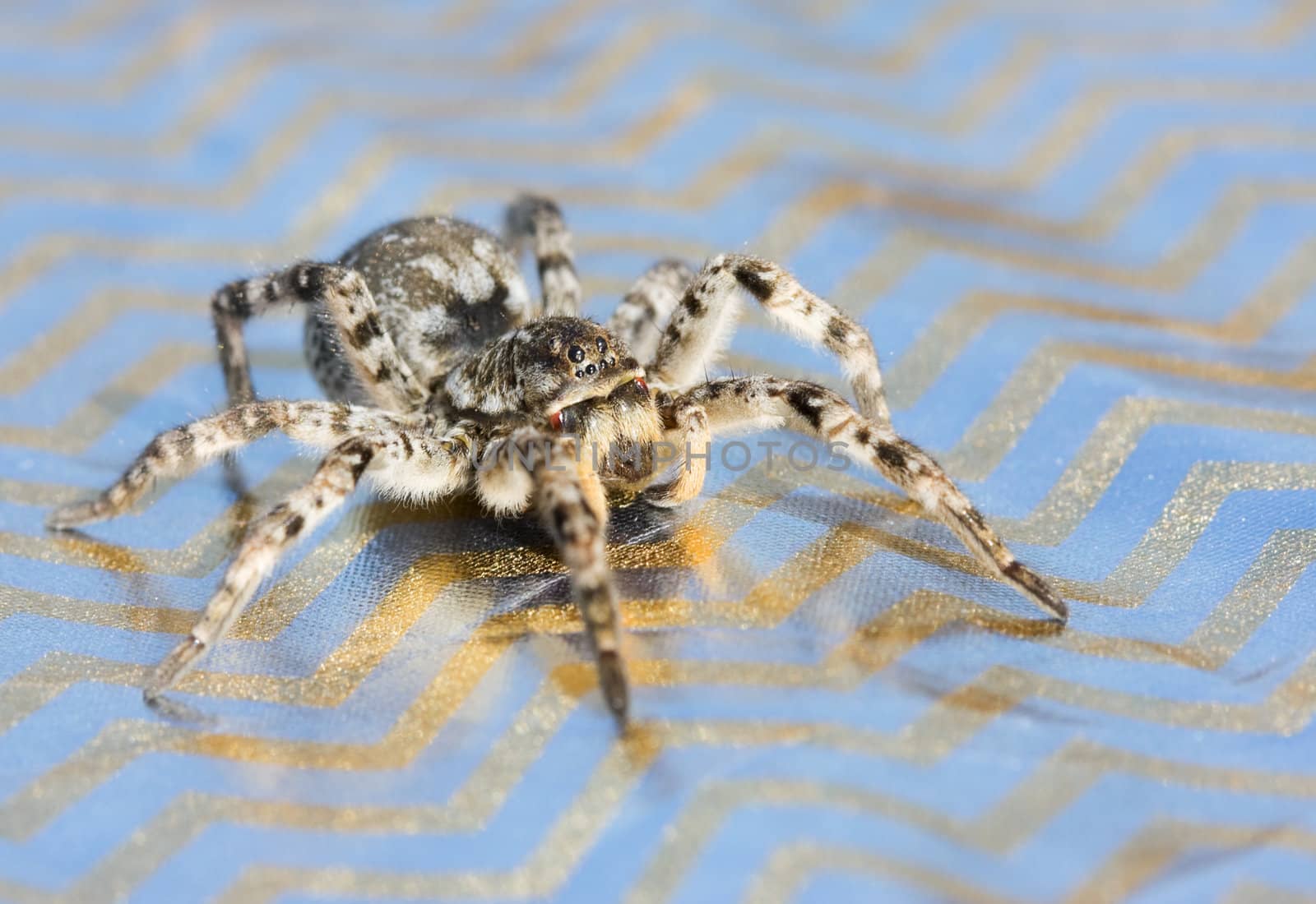 Gray Wolf Spider Macro Shot