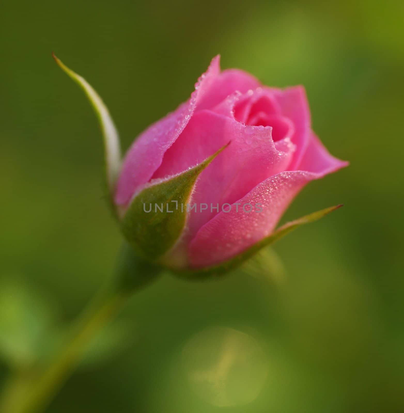 an isolated shot of a Rose Flower bud