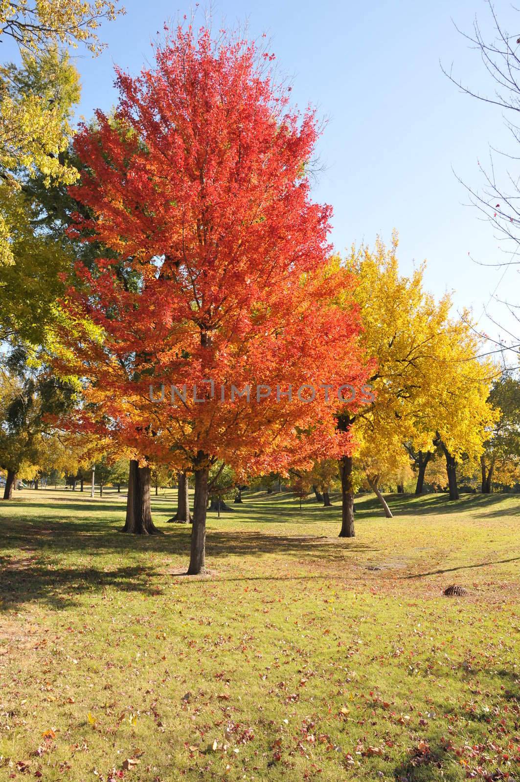 Fall colors