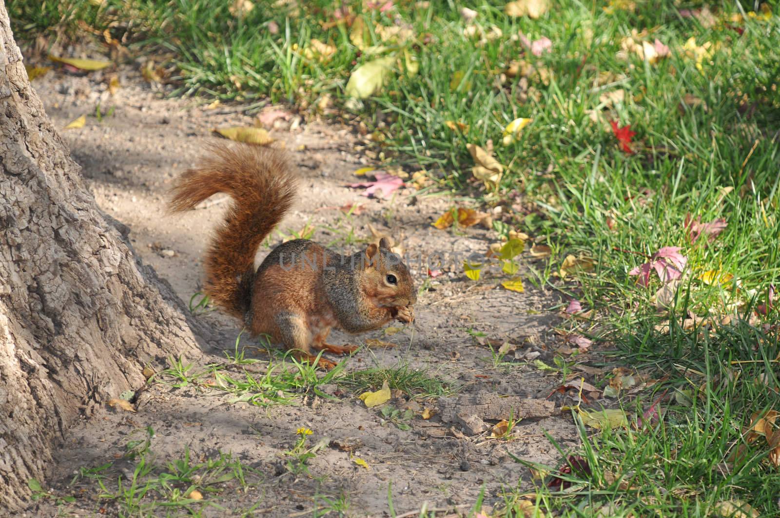 squirrel by PDImages