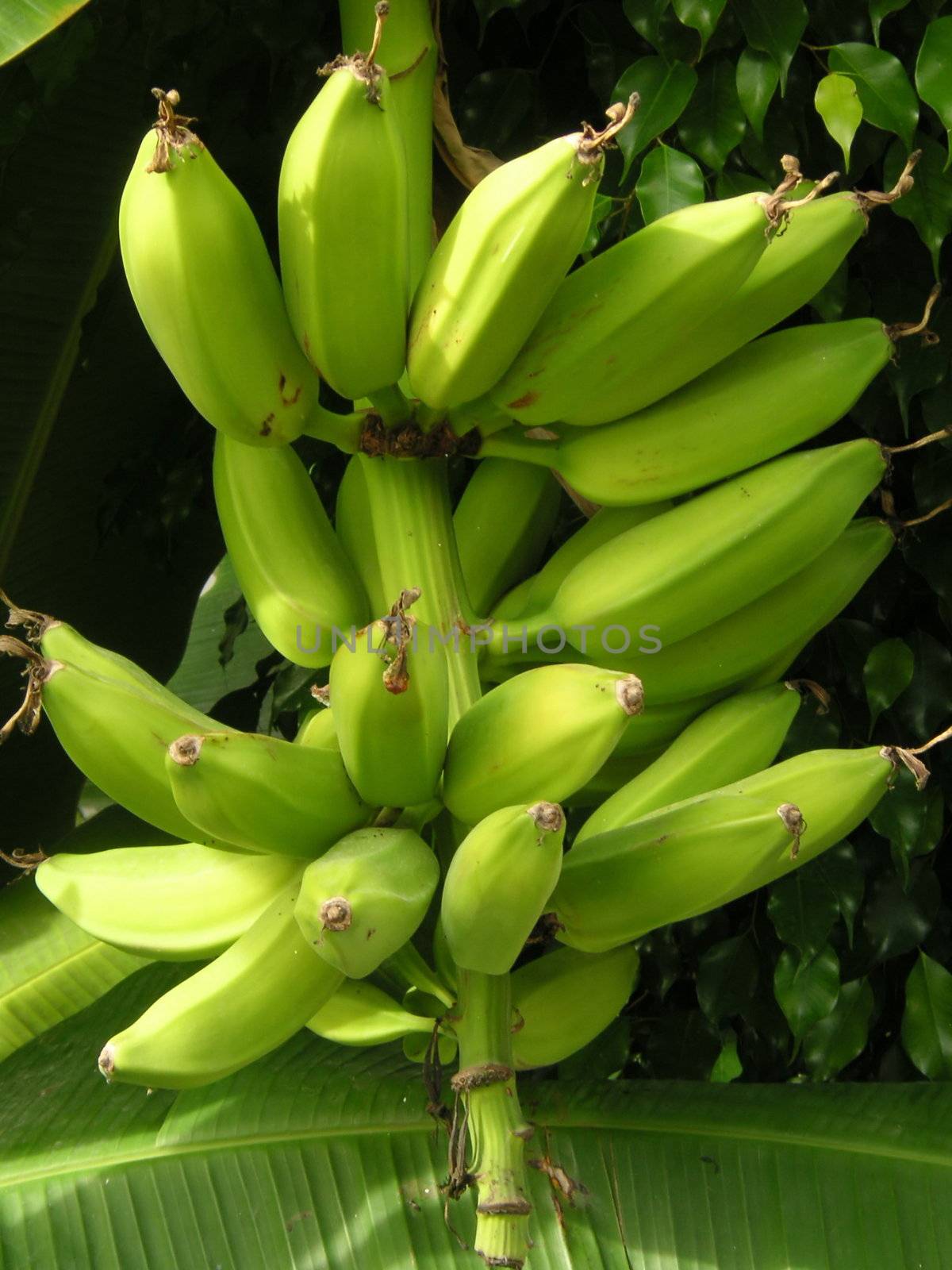 bananas  by leafy