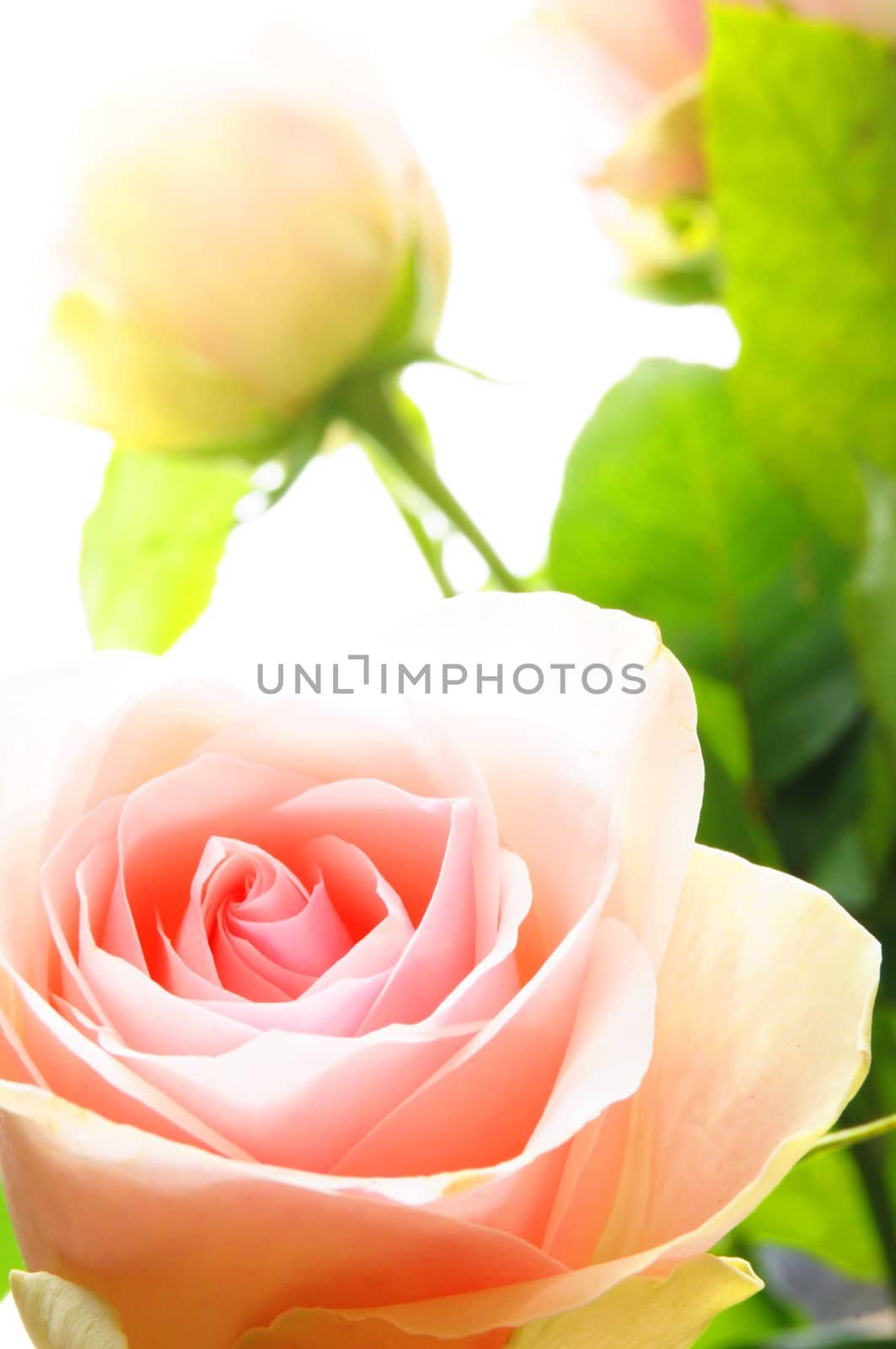 bright pink roses on white backround with copyspace