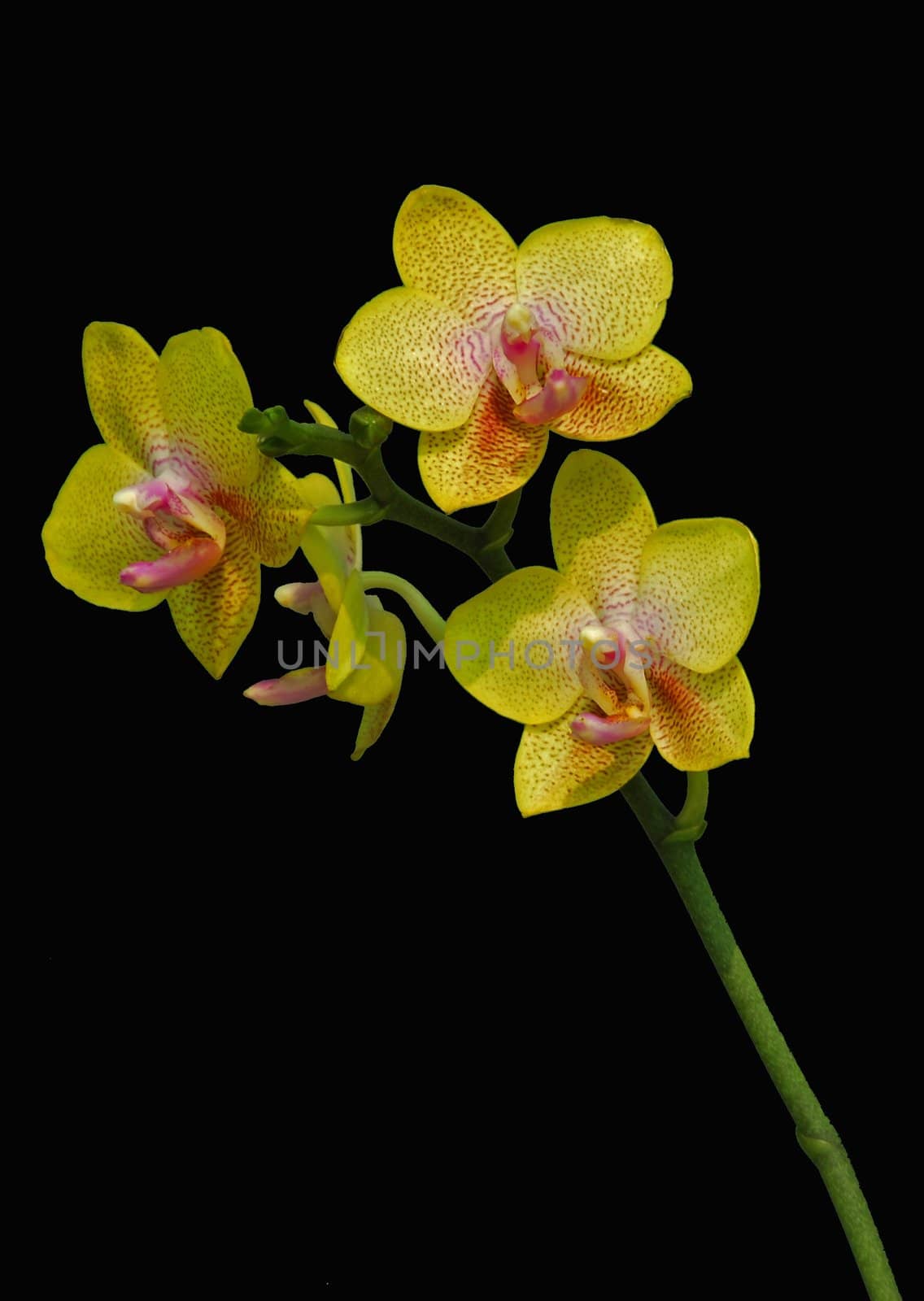an isolated shot of Pink Moth Orchid Phalaenopsis flower