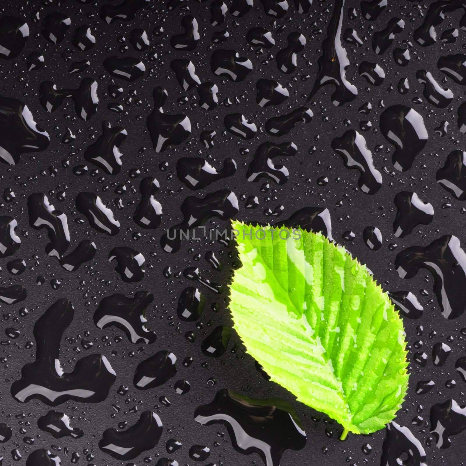 leaf and black background with rain water drops and copyspace