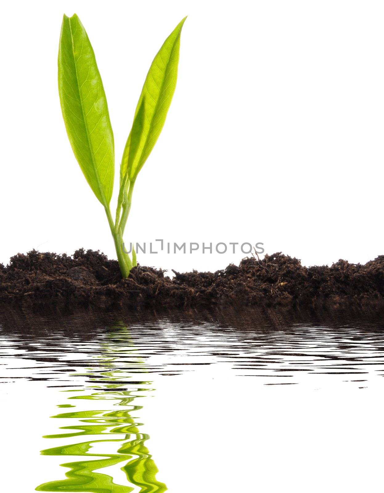 small plant and water reflection showing summer or nature concept