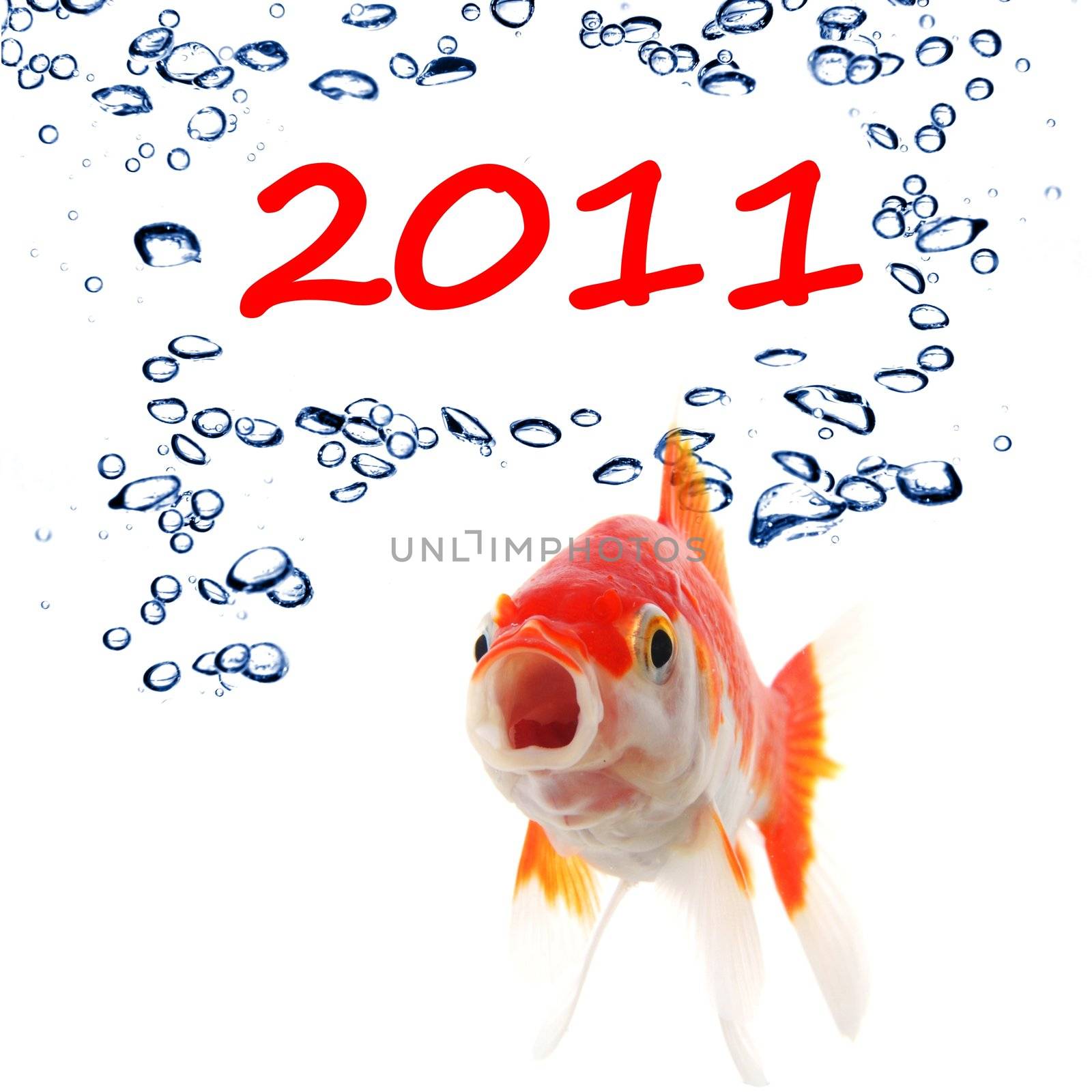 new year 2011 concept with goldfish and water bubbles