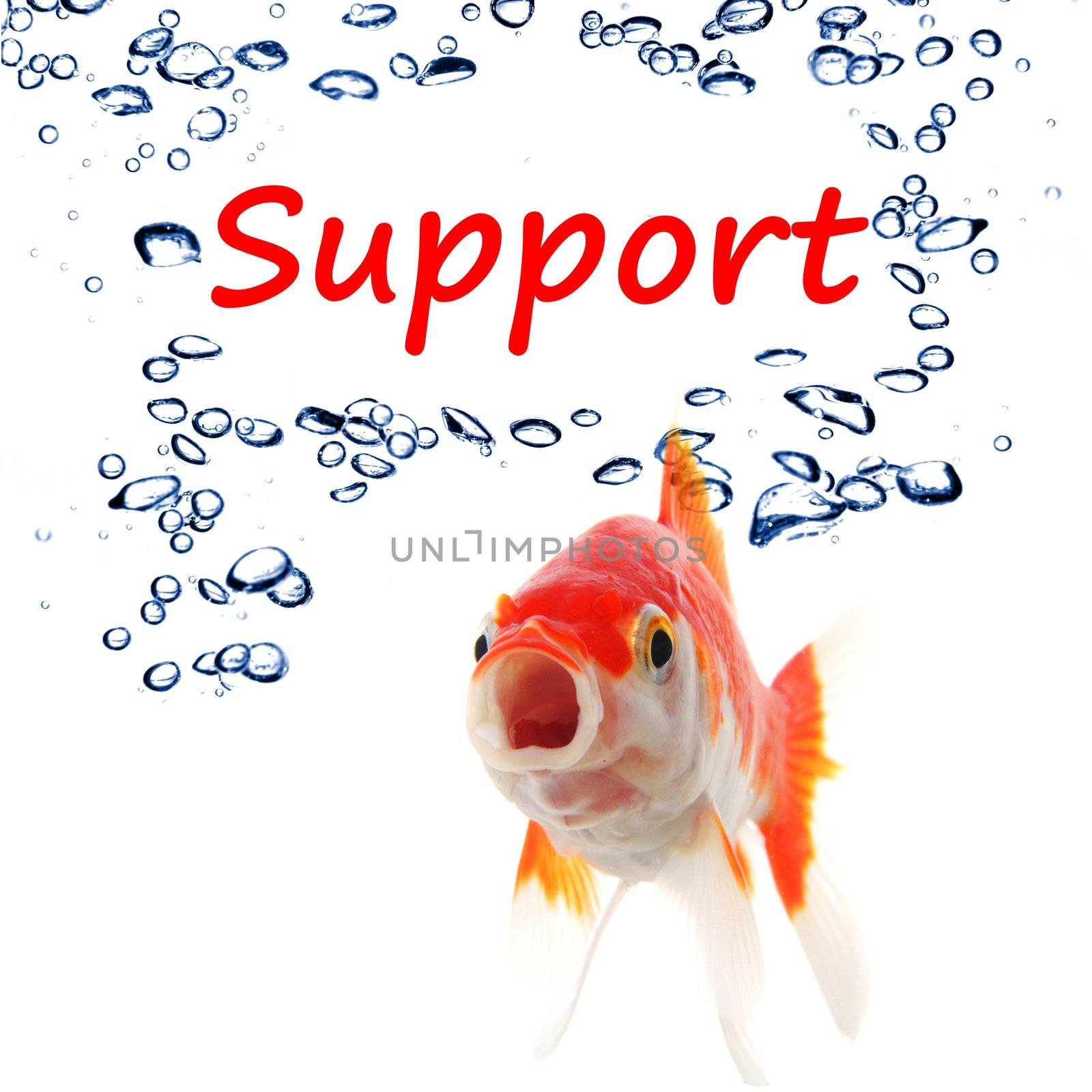 support or contact us concept with goldfish and water bubbles on white