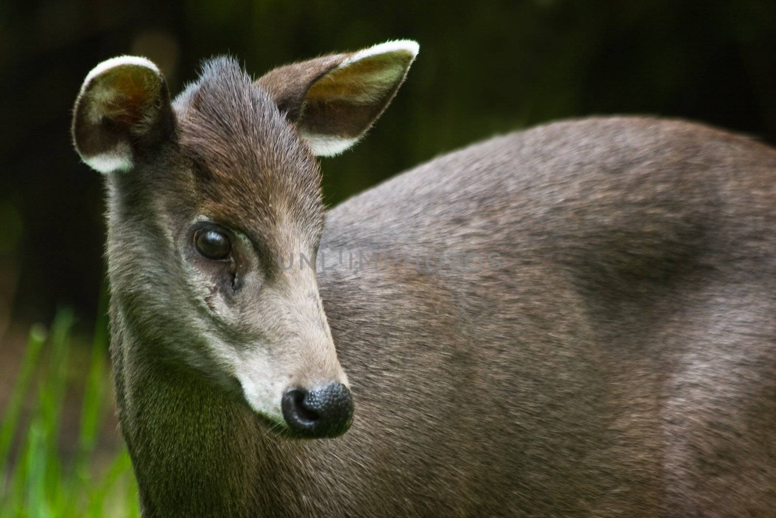 Female tufted deer by Colette