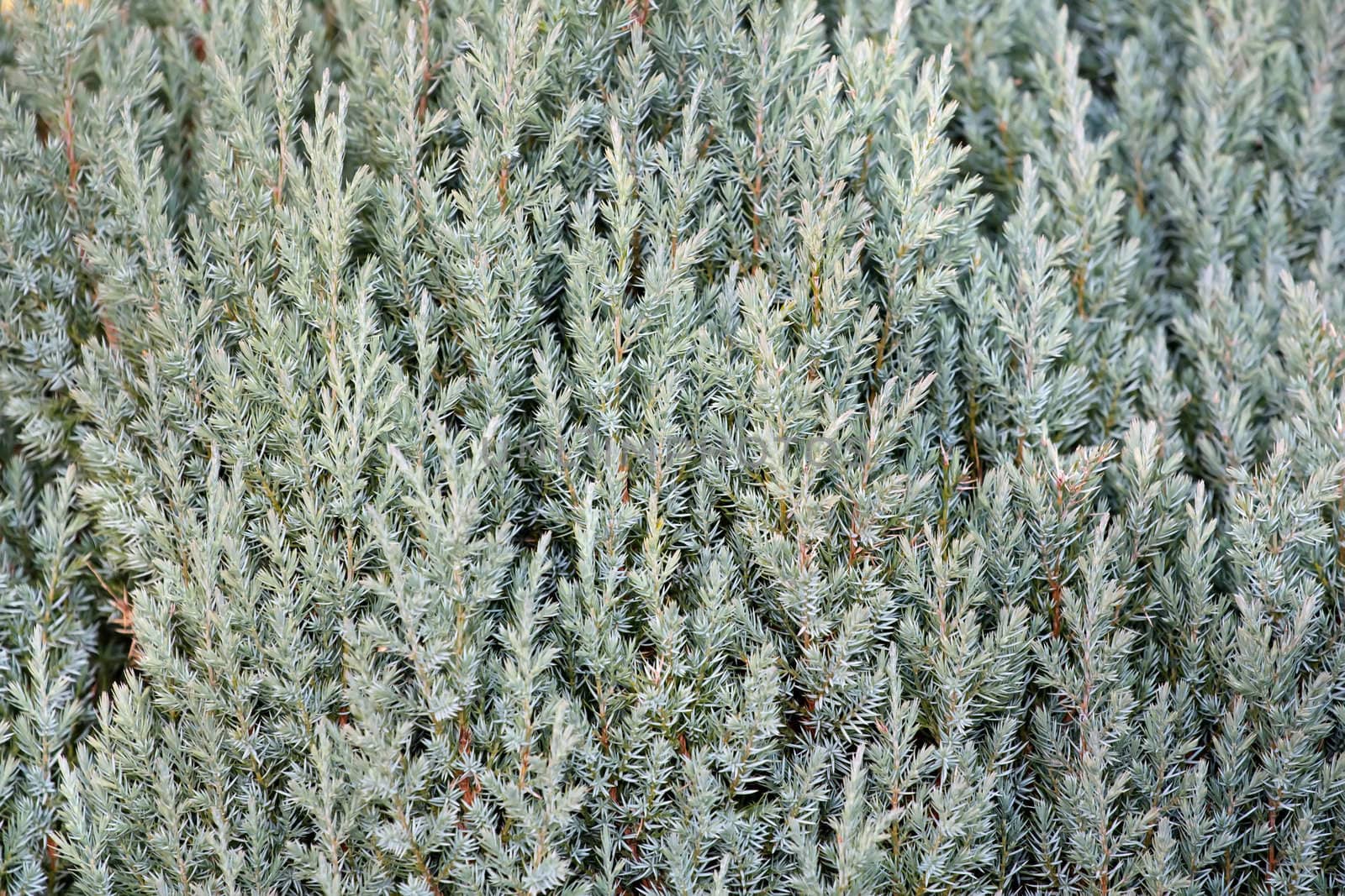 Needles,Conifer for texture or background use