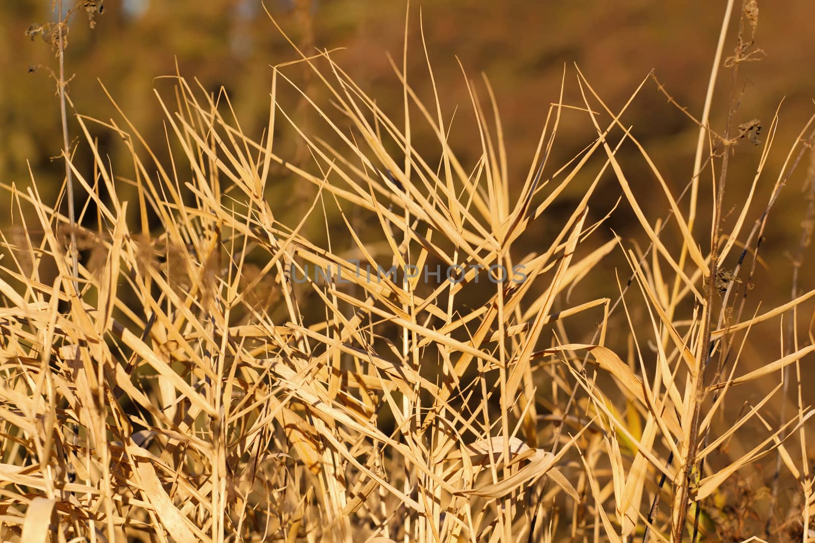 very nice autumn reed with blurry background by artush