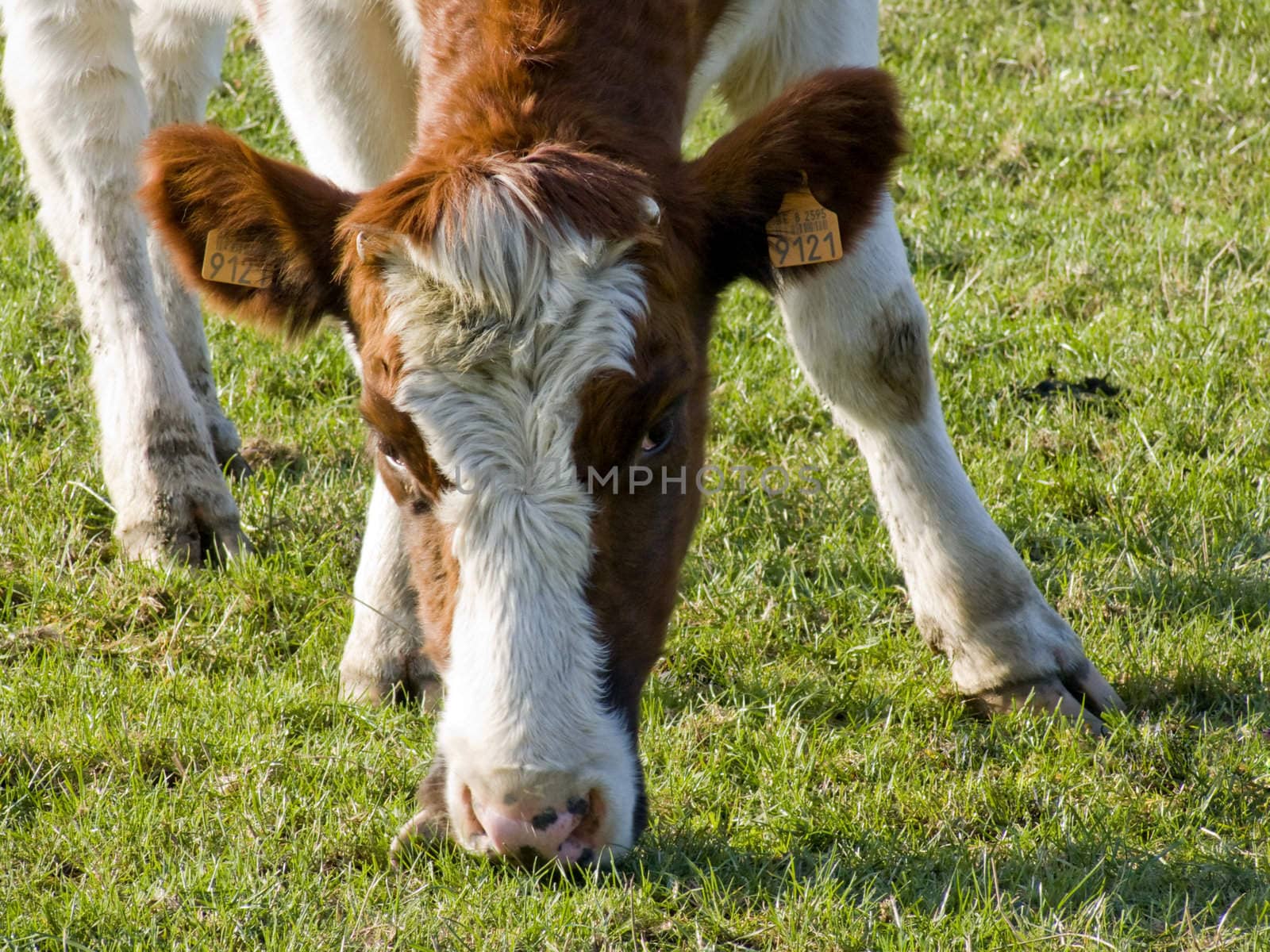 Cow eating grass