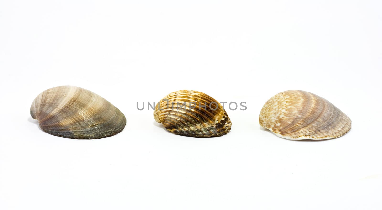 Sea shells by ursolv