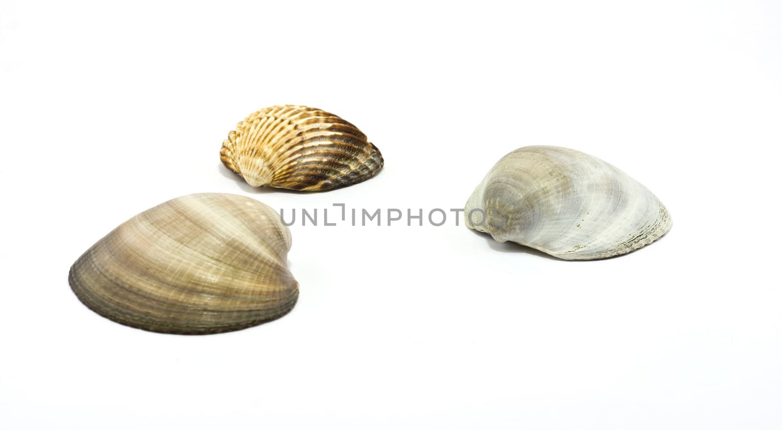 Sea shells by ursolv